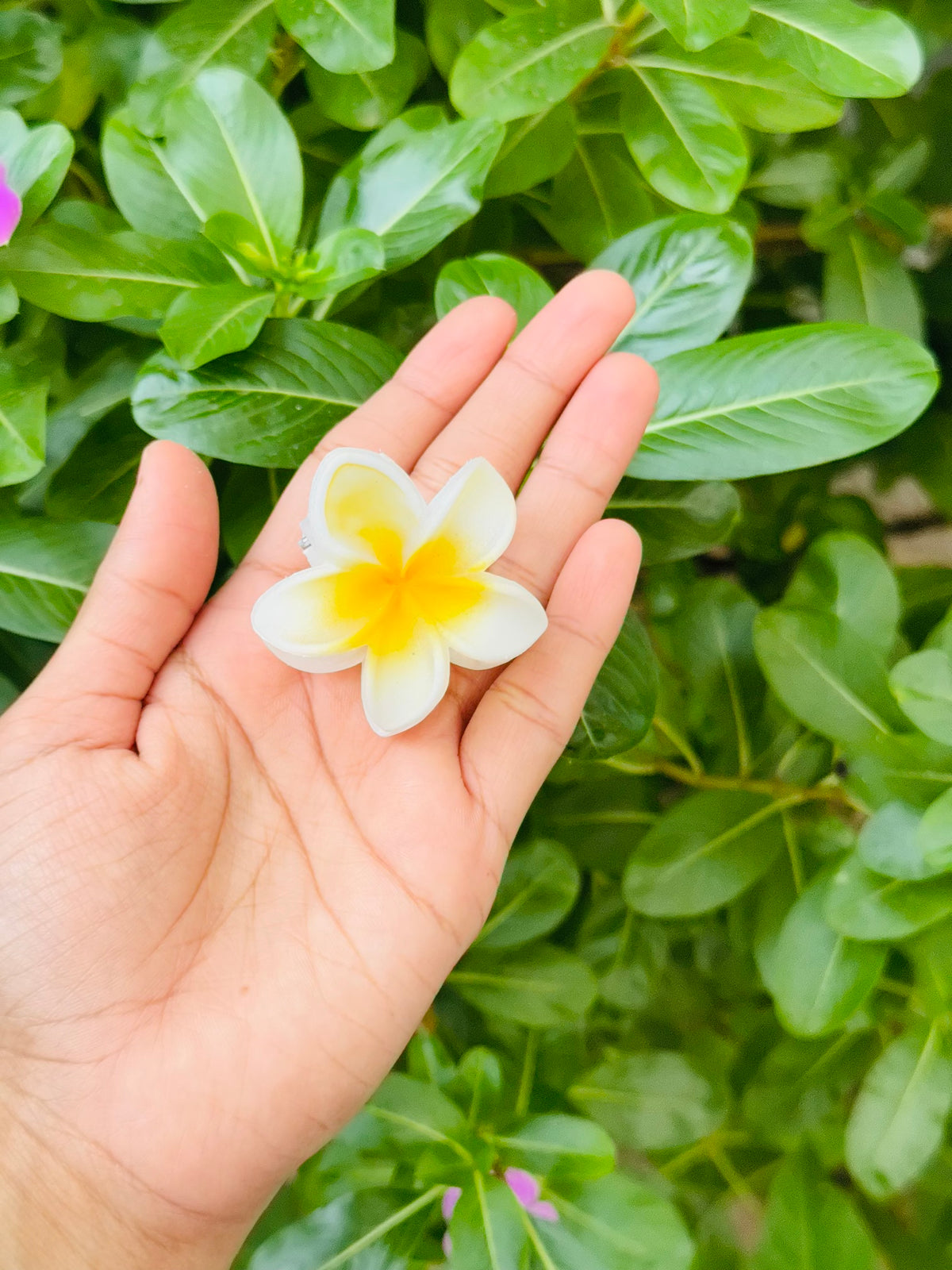 Small Hawai