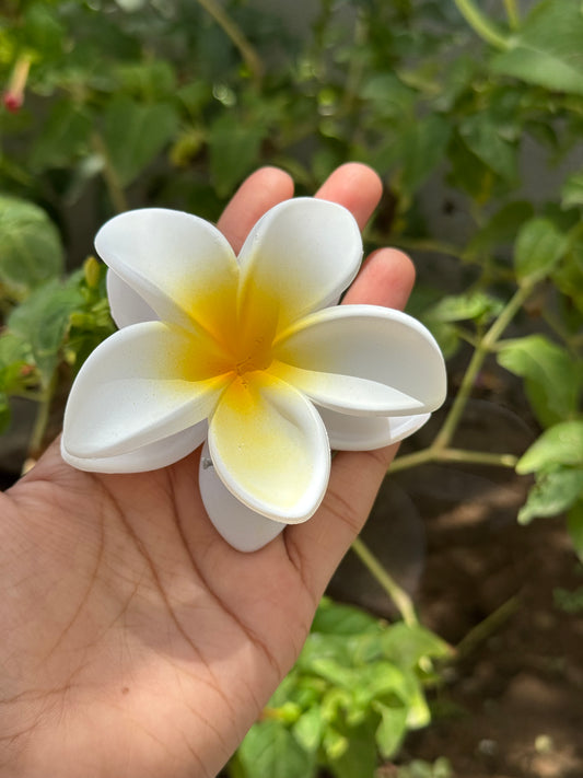 பிரபலமான மேட் மலர்