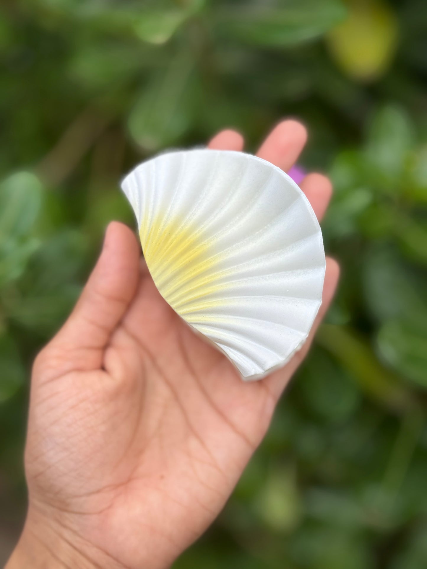 Trending shell claw