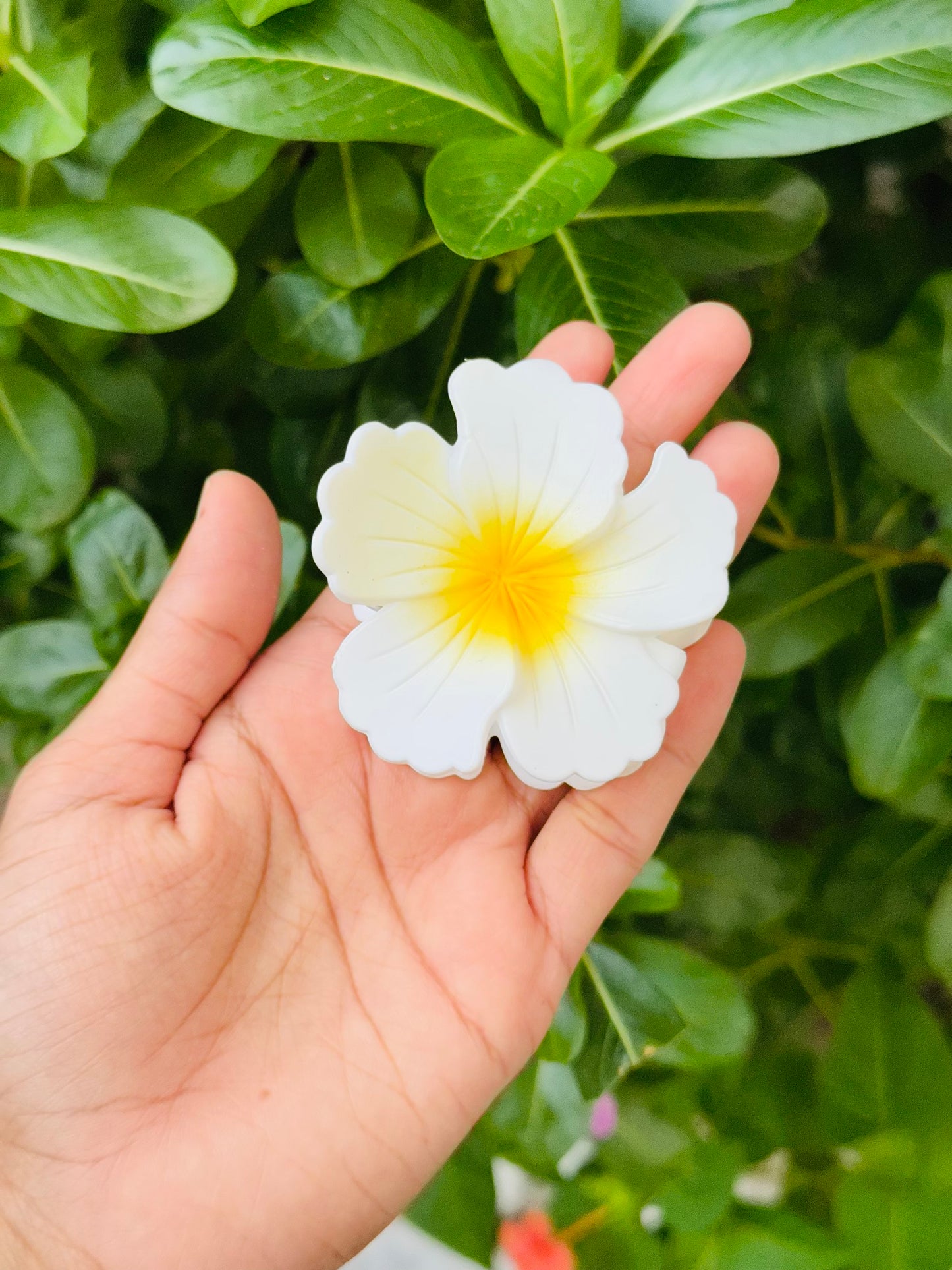 Medium Hibiscus